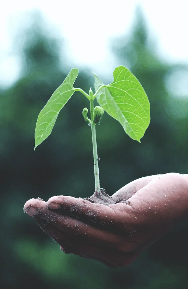 Planta de frijol sobre la mano de una persona