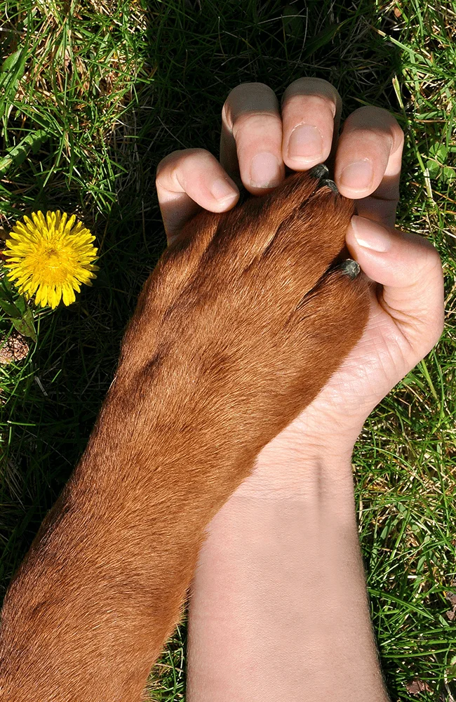 Pata de perro café sobre la mano de un humano sobre el pasto