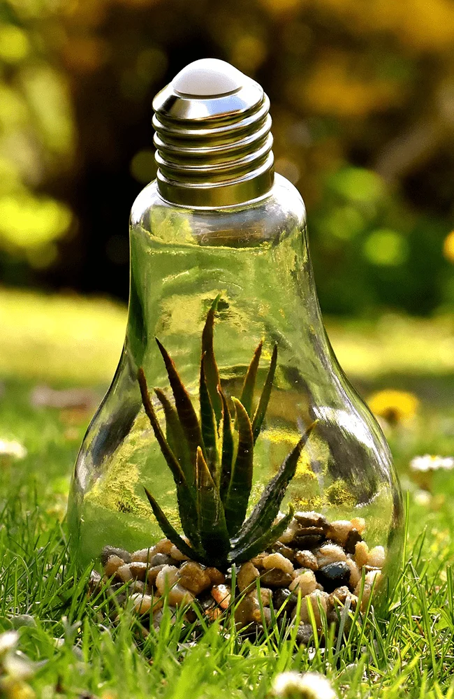 Planta dentro de un foco sobre el pasto verde
