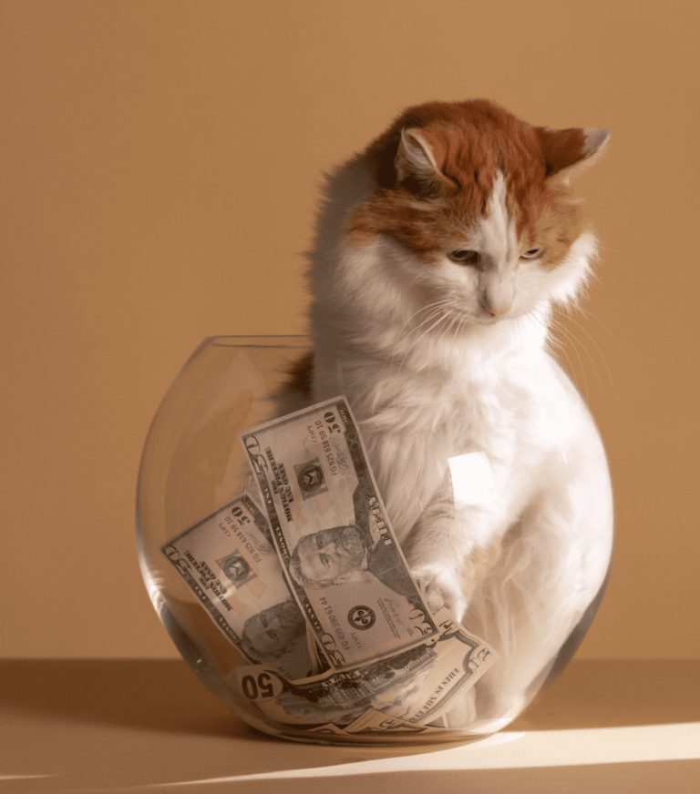 Gato-naranja-y-blanco-con-billetes